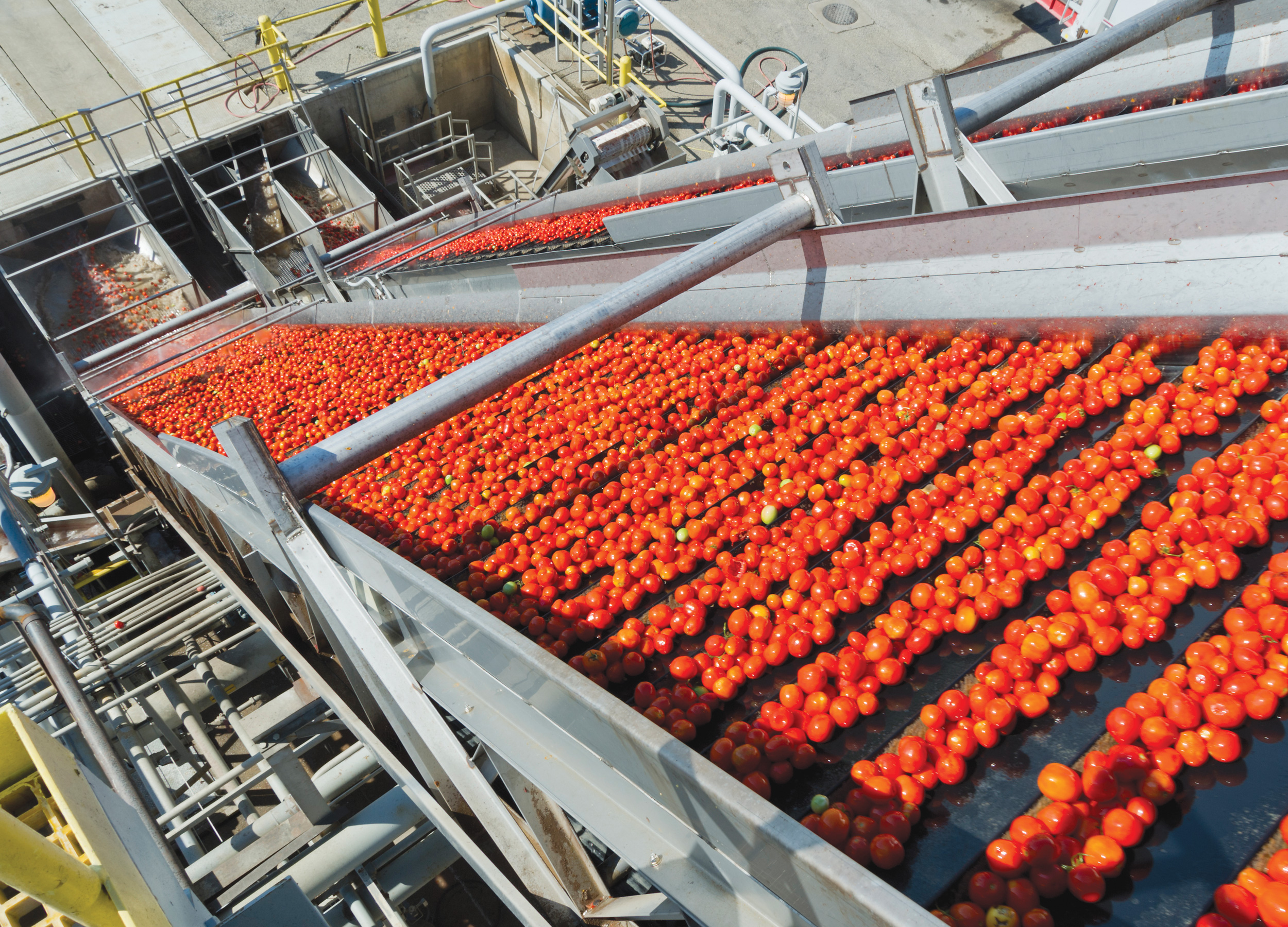 Like Tomatoes On A Vine
