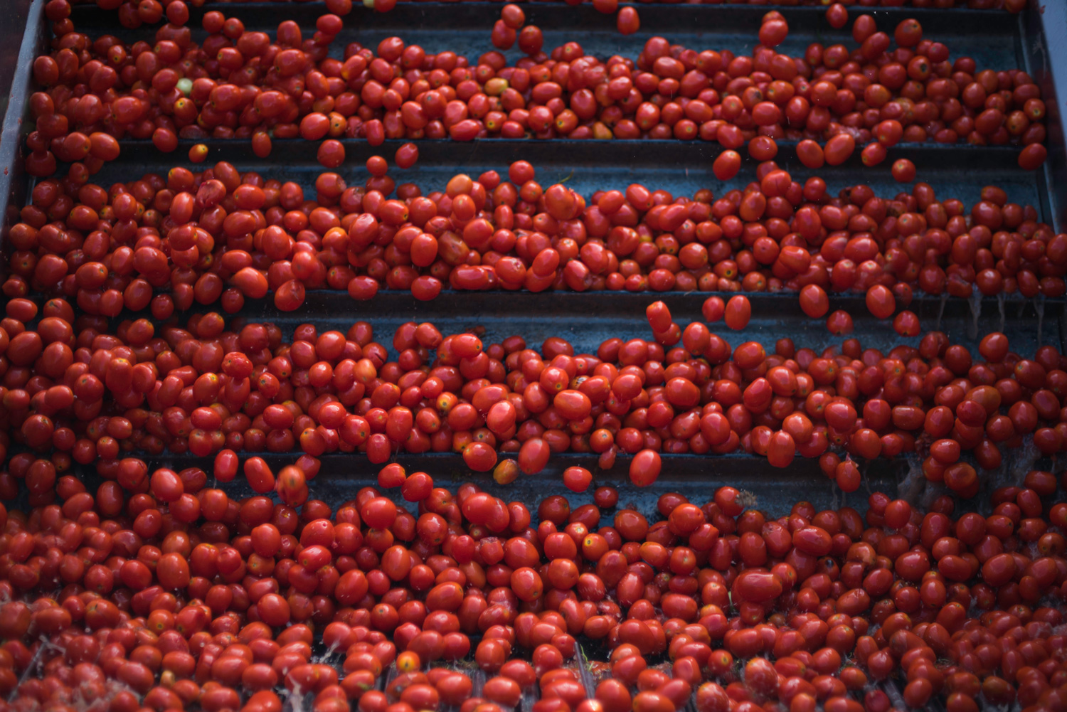 Tomatoes on a conveyor belt